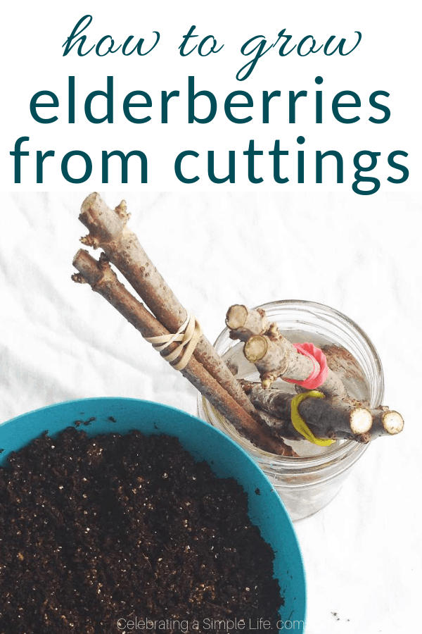how to grow elderberries from cuttings