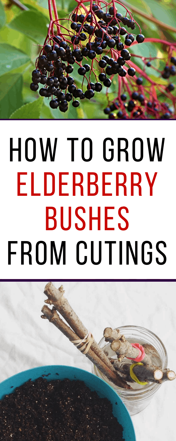 how to grow elderberries from cuttings #gardening #organicgardening #frugalgardening #elderberry #growingelderberries