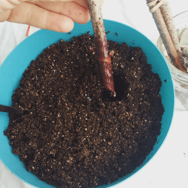 how to root elderberry cuttings with rooting hormone