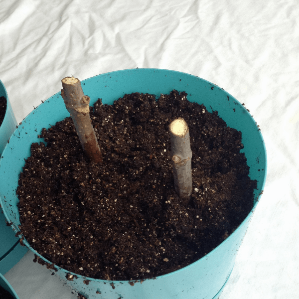 rooting young elderberry cuttings for new bushes