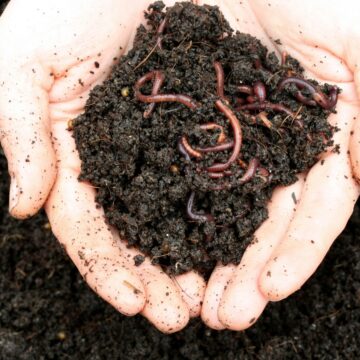 two hands holding compost and worms