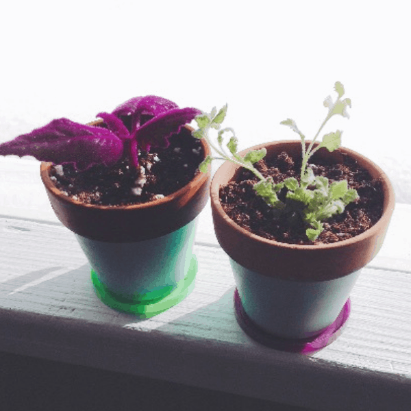 mini play doh lids work well under tiny terra cotta pots