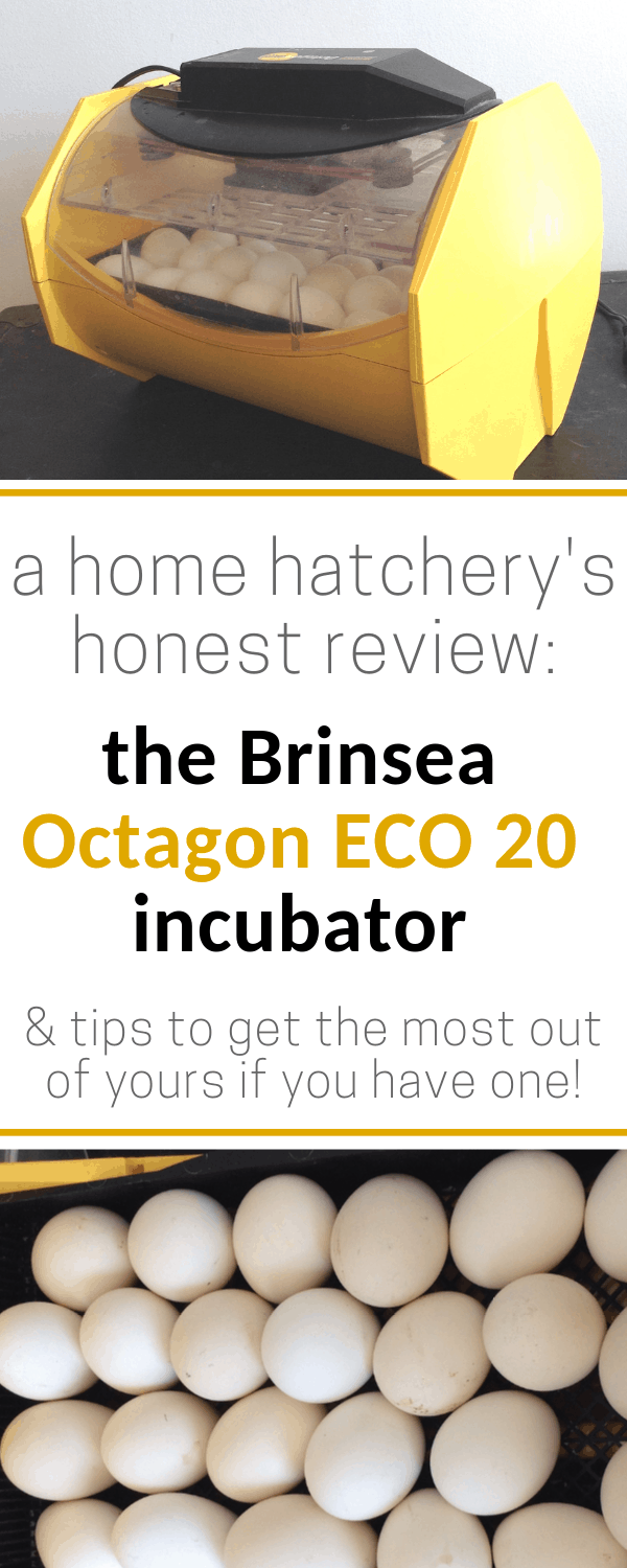 Brinsea Octagon ECO 20 incubator review