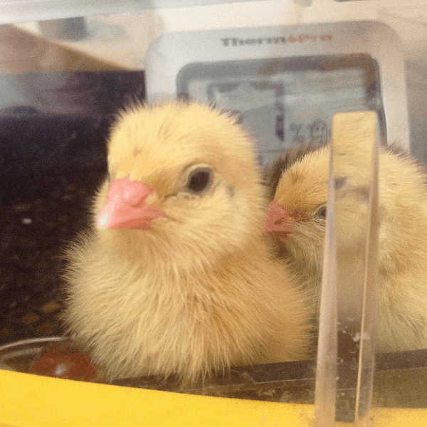 Chicks peeking through plastic walls of Brinsea Octagon ECO 20 incubator