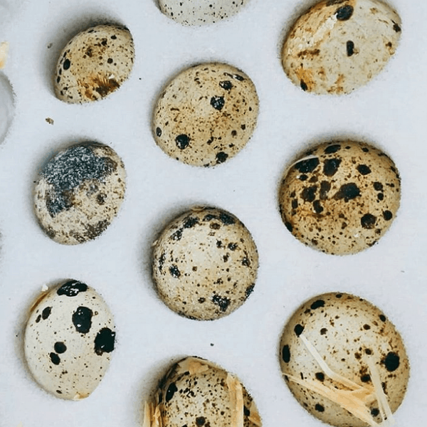 quail eggs in styrofoam package