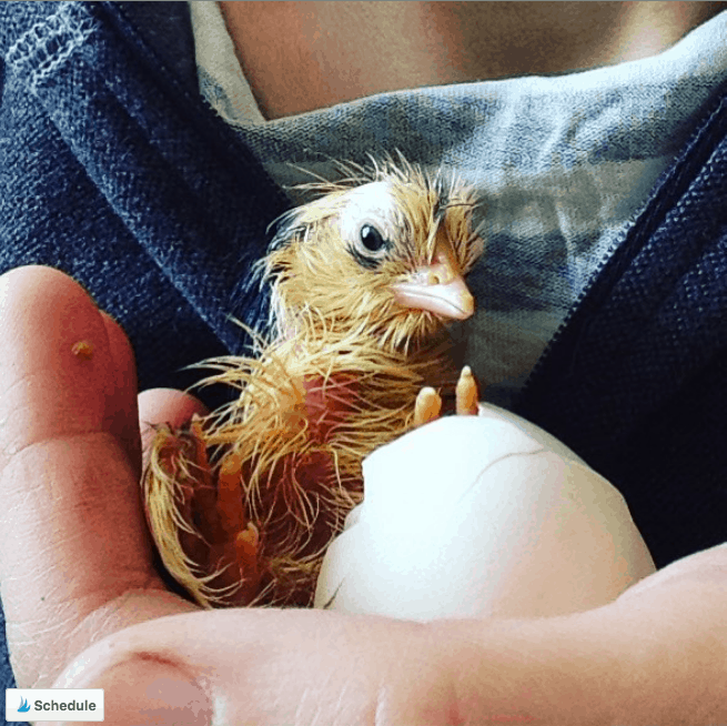 Newly hatched Icelandic chick