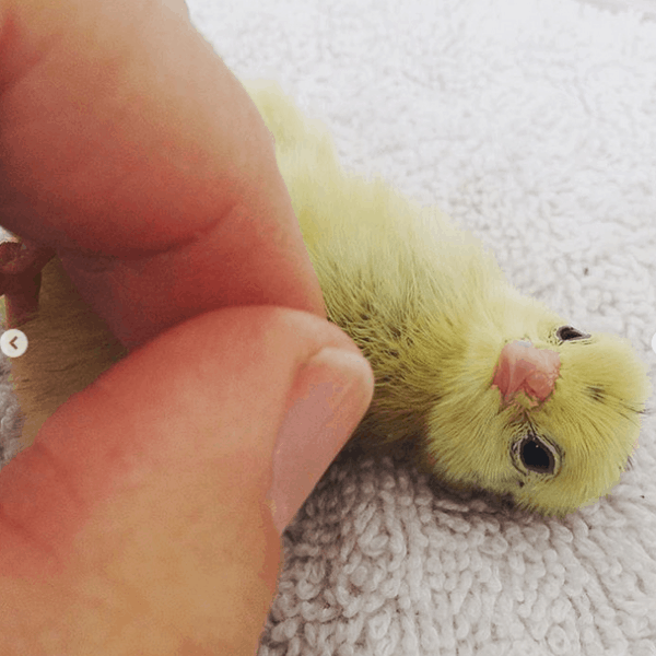 baby quail chick getting belly rubs