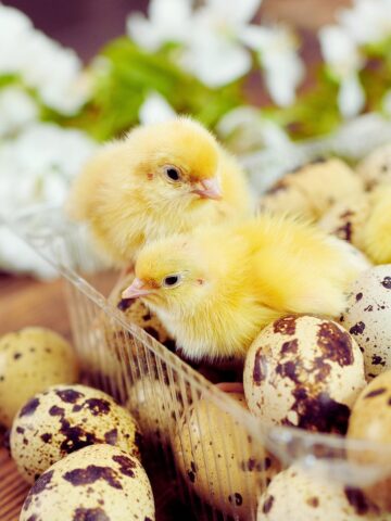 quail chicks and eggs