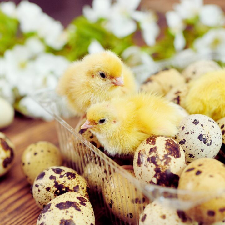 quail chicks and eggs