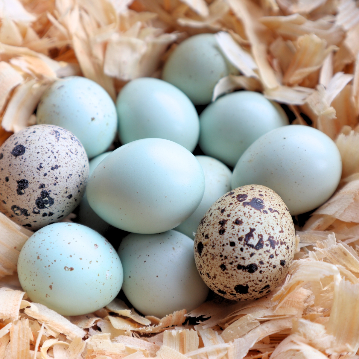 a nest full of quail eggs