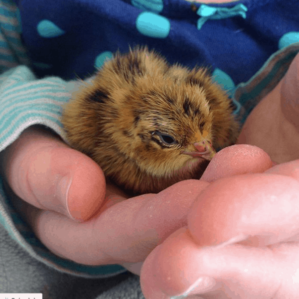 newly hatched quail chicks are very small!