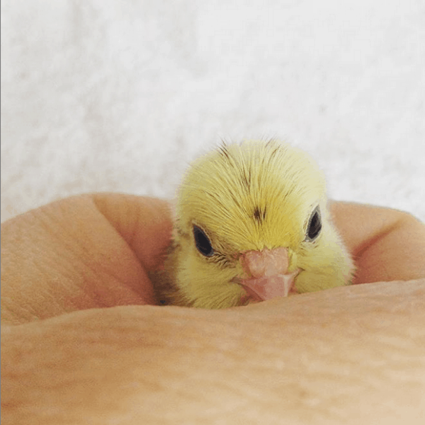 quail chick playing peekaboo