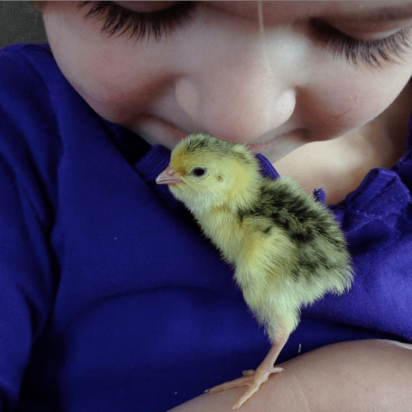 quail chick snuggling with little girl