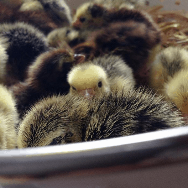 quail chicks often hatch all at once