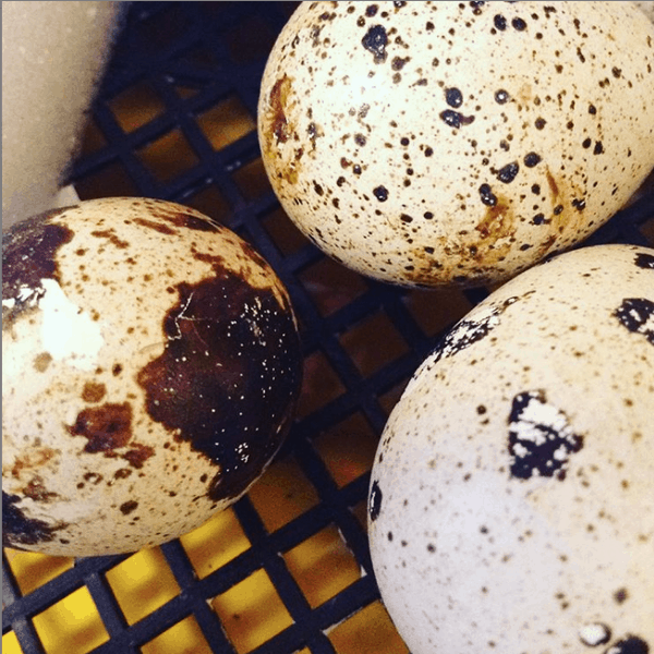 quail egg that has pipped but not yet zipped