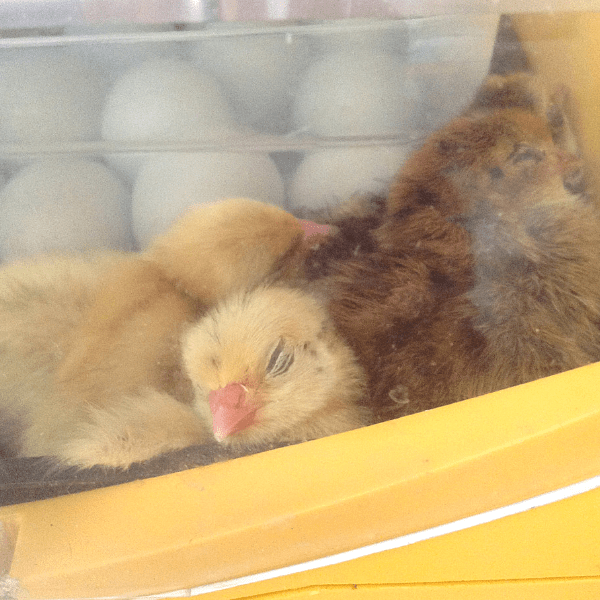 sleeping chicks inside Brinsea Octagon ECO 20 incubator