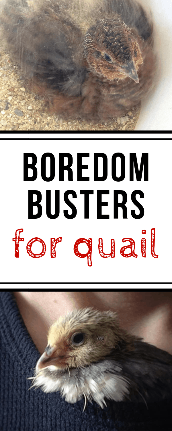 boredom busters for quail