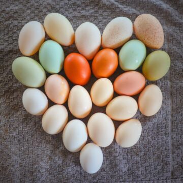eggs laid out in a heart shape