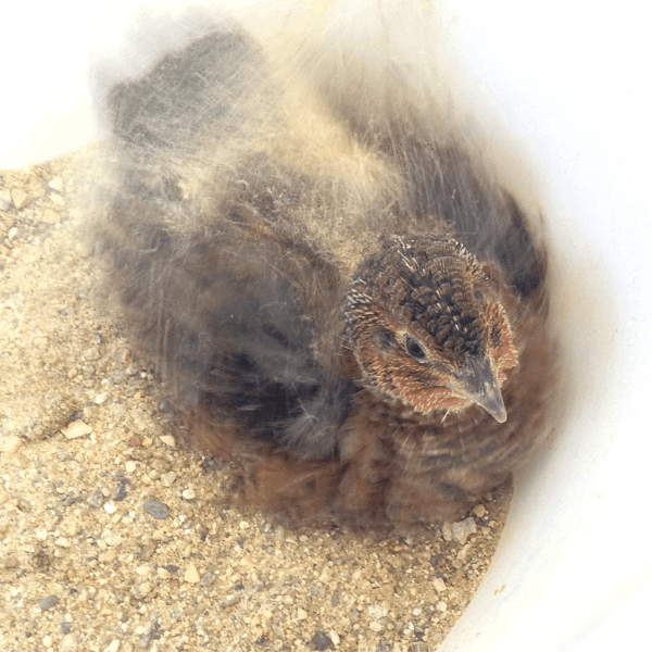 happy quail enjoying a vigorous dust bath