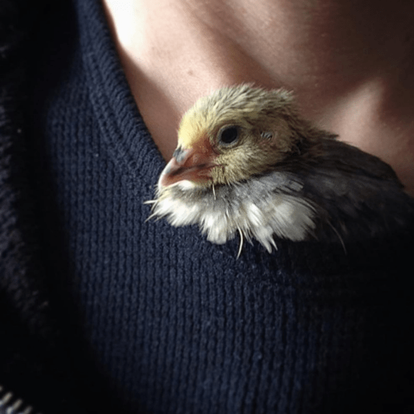 juvenile quail riding in collar of woman's shirt