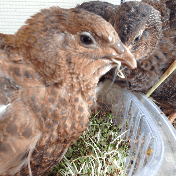 quail enjoying fresh alfalfa sprouts