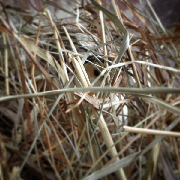 quail hiding in a pile of hay