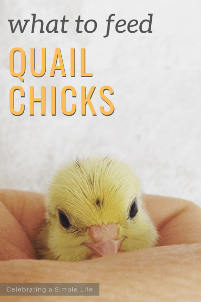 What to Feed Quail Chicks - Salt in my Coffee