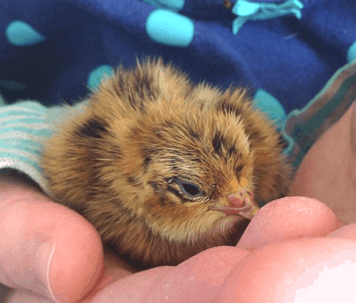 what to feed quail chicks
