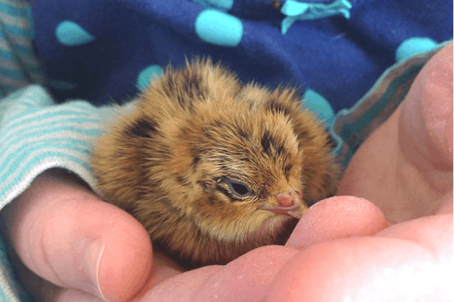 what do baby quails eat and drink