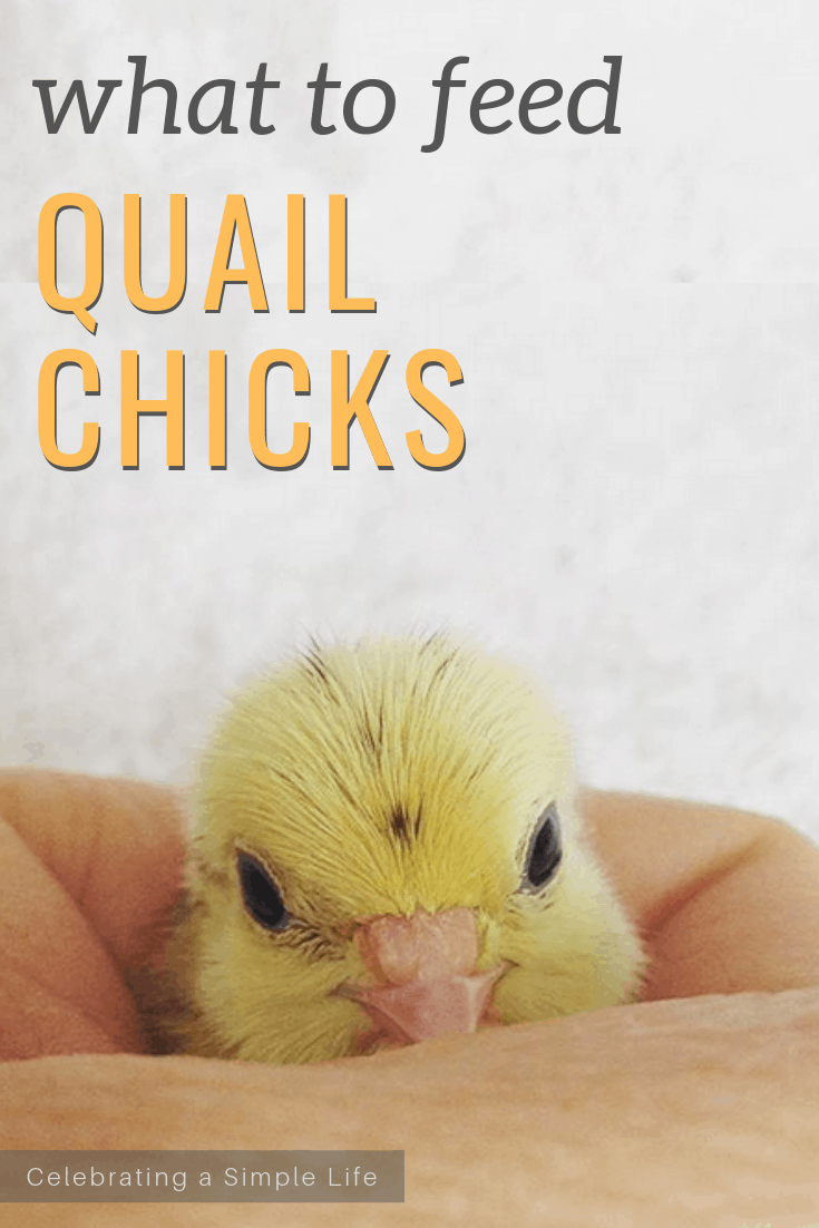 What to feed quail chicks - everything I've learned about feeding quail