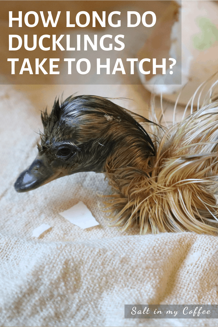 How Long Does It Take To Incubate and Hatch Duck Eggs?