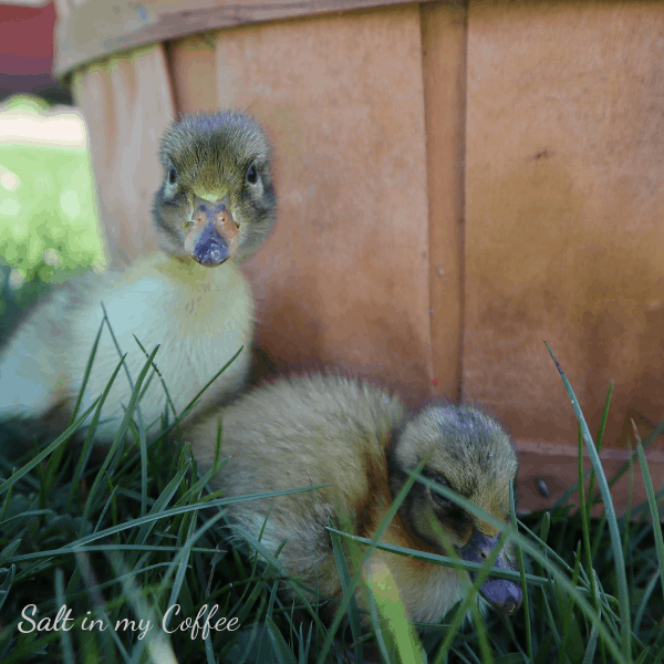 male and female welsh harlequin ducklings