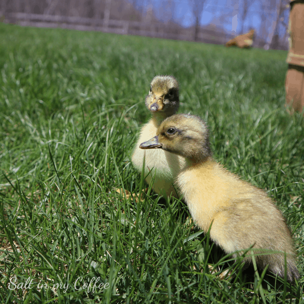 ducklings walking on grass for the first time