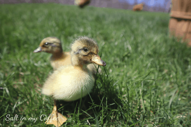 ducklings feeling grass for the first time