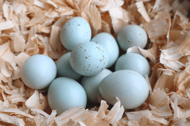 celadon quail eggs