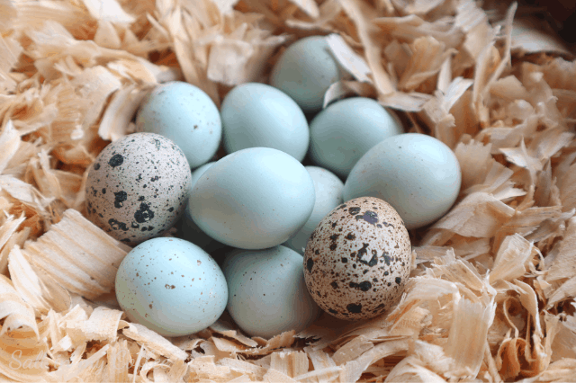 celadon quail eggs with regular coturnix quail eggs