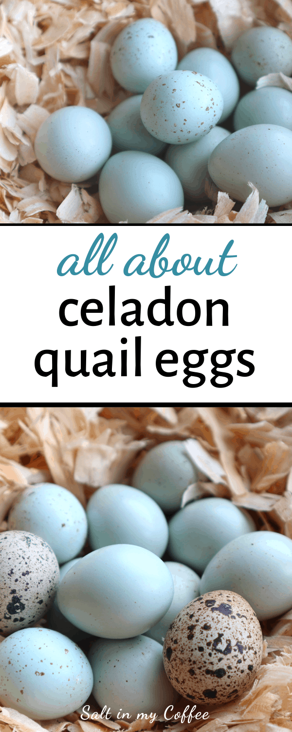 celadon blue coturnix quail eggs