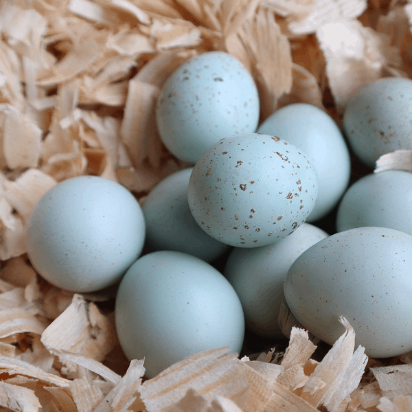 celadon quail eggs