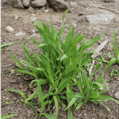 Sturdy perennials for duck runs - Salt in my Coffee