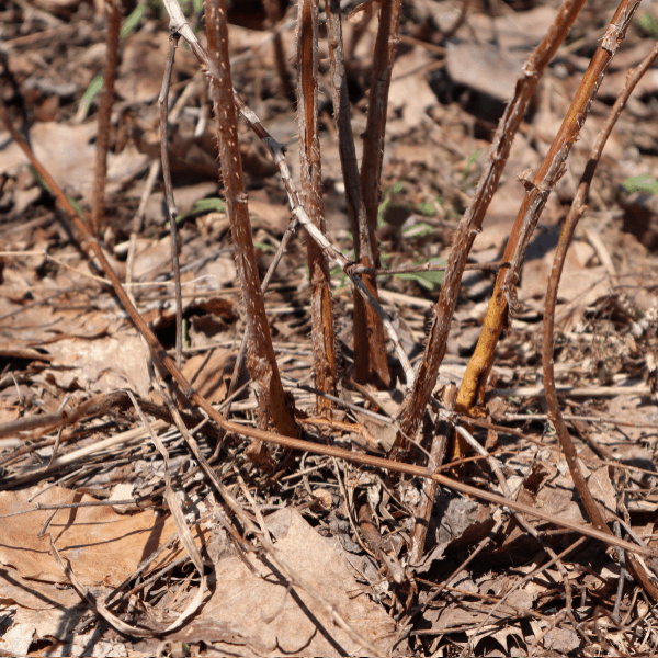 how to prune blackberry bushes