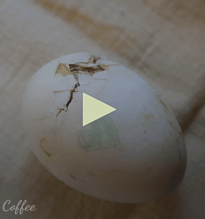 duckling hatching videos