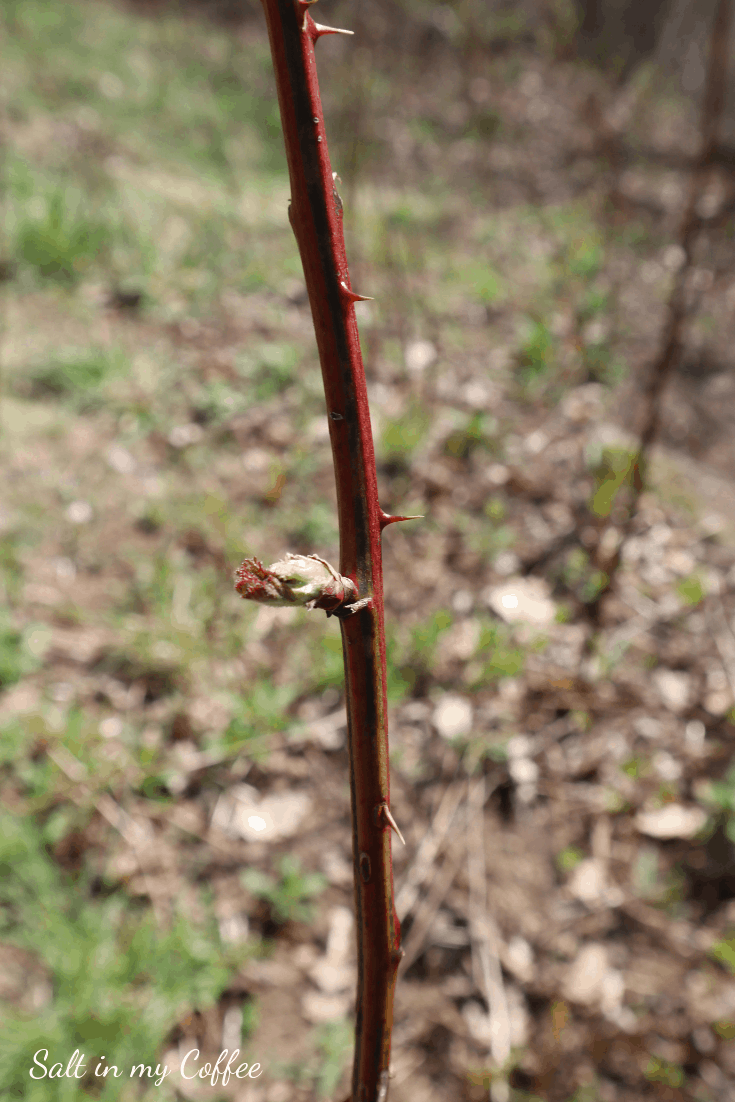 blackberry cane in early spring