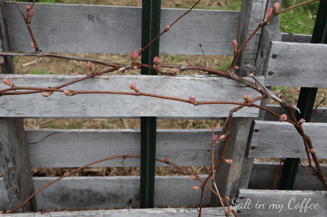 grapes for duck runs Sturdy perennials for duck runs