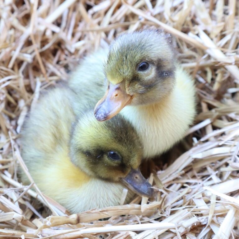 Can Muscovies Breed With Other Ducks Salt In My Coffee can-muscovies-breed-with-other-ducks-salt-in-my-coffee
