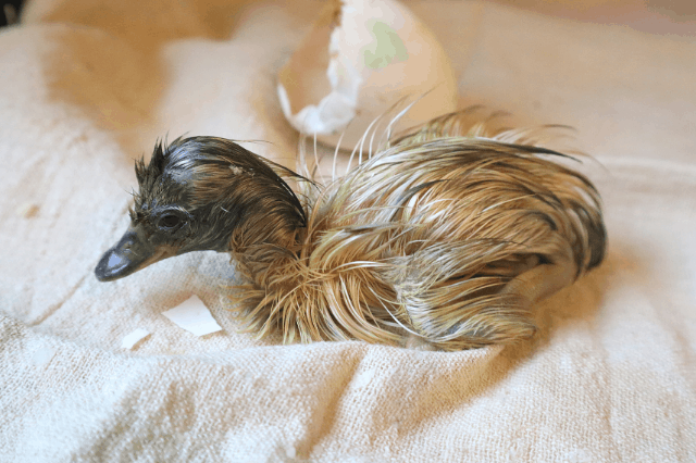 Newly hatched duckling next to his shell