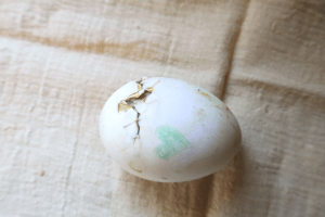 How Long Does it Take For Duck Eggs to Hatch? - Salt in my Coffee