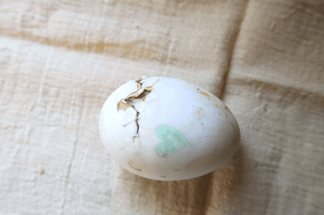 Duck egg almost fully zipped and ready to hatch