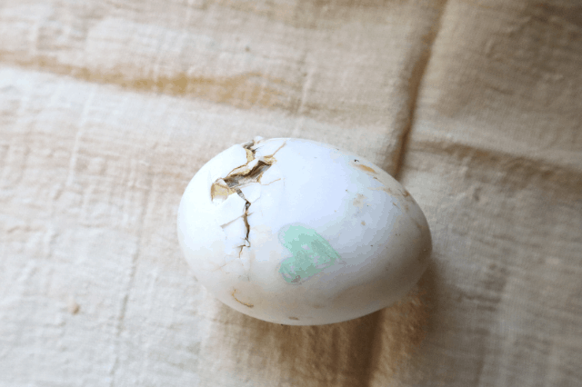 a duck egg in the process of hatching