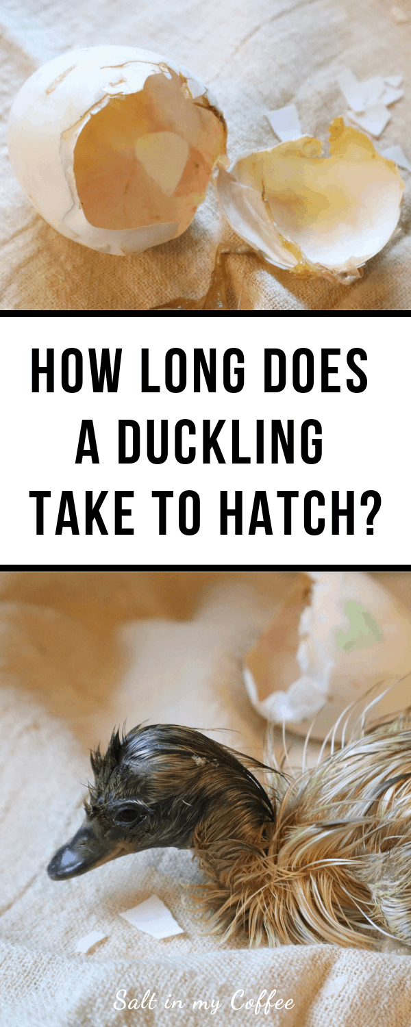 Ducklings take can take many hours to hatch - here's what to expect on hatch day