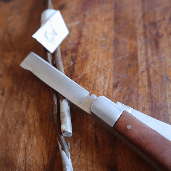 straight bladed grafting knife with scionwood